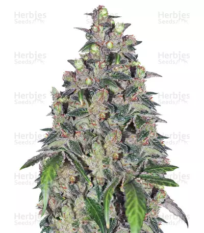 Buy OX Piss Regular seeds