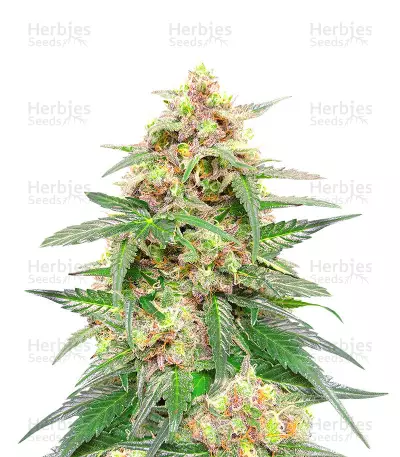 Classic Auto Mix Seeds (Herbies Seeds)