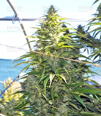 Semi femminizzati Orient Express x Nepal Jam