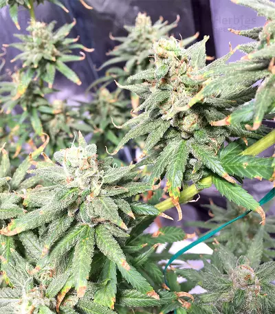 Pakistan Chitral Kush Seeds