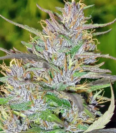 Panama Regular seeds
