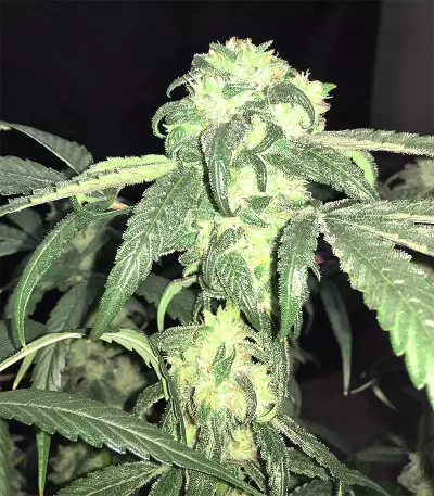 Peyote Purple Regular seeds