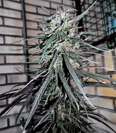 Purple Haze x Malawi Regular (Ace Seeds)