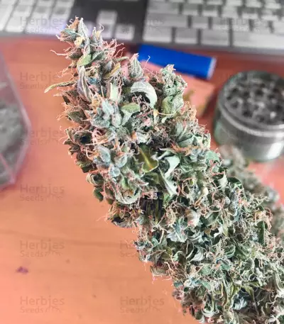 Raw Diesel (G13 Labs)