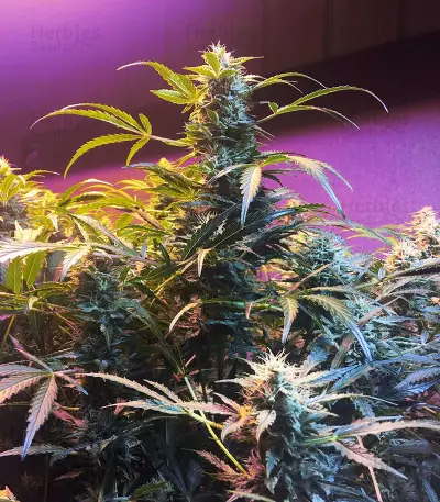 Sour Crack Auto Seeds
