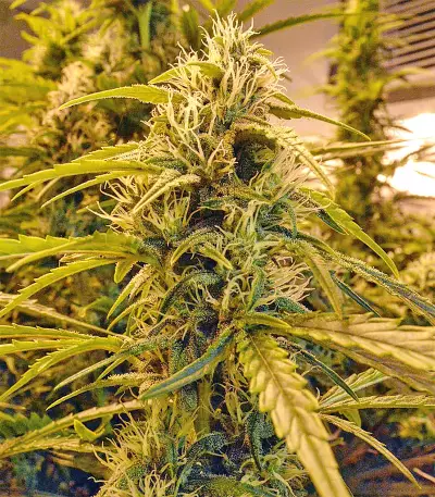 Sour Hound F2 Auto Seeds