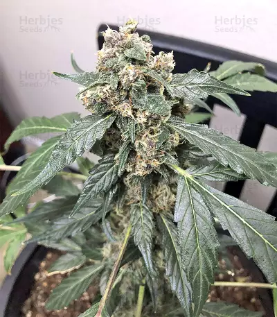 Super Auto Lemon Haze (Original Sensible Seeds)