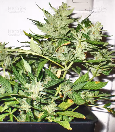 White Haze Automatic feminized seeds