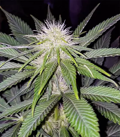 White Kush Feminized Seeds