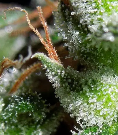 Zamaldelica feminized seeds