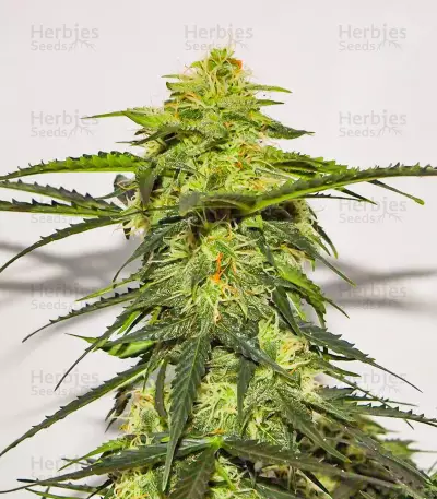 Sementes Feminizadas de Acid Rain Autoflower (EGS)