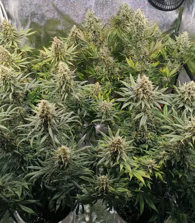 Amnesia Lemon Kush Seeds (Original Sensible Seeds)