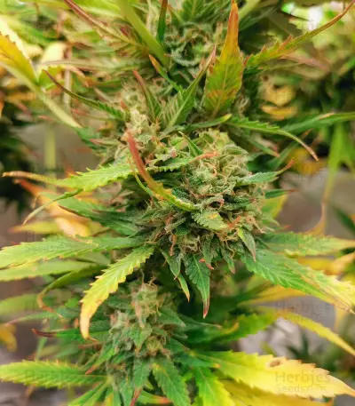 Blue Tease Auto Seeds