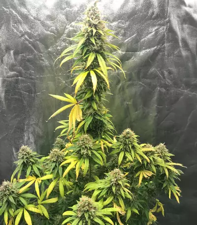 Critical Automatic Seeds