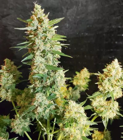 Extreme Impact Auto Seeds