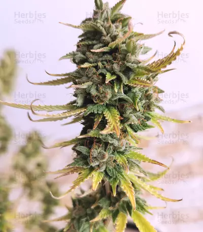 Girl Scout Cookies Autoflower feminized seeds