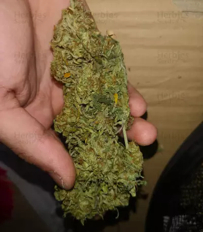 Glue Gelato Auto Seeds
