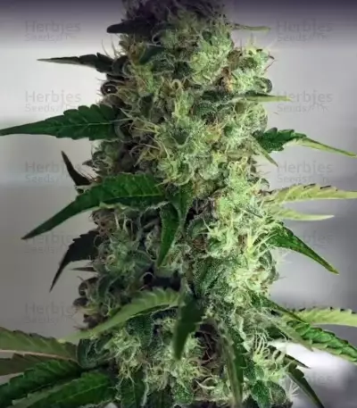 God's Glue Seeds (Ministry Of Cannabis)