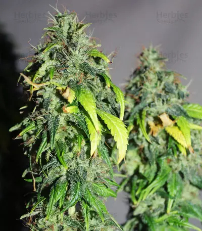 Grandaddy Confidential Seeds