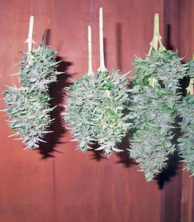 Himalaya Gold Seeds