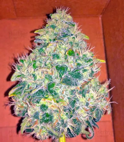 Semi femminizzati Jack Herer (Green House Seeds)