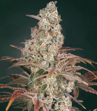Jack’s Dream feminized seeds (Green House Seeds)