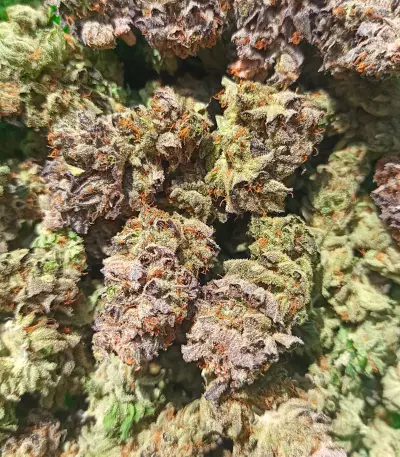 Lord Kush Feminized Seeds (Delicious Seeds)