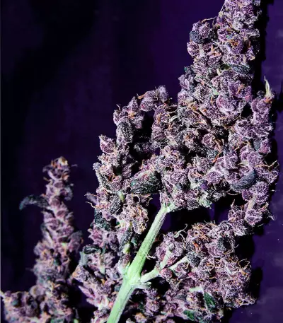 Graines féminisées de LSD-25 Auto (Fast Buds)