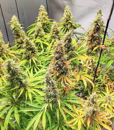 เมล็ด Mandarin Thuggee (AlphaFem Seeds)