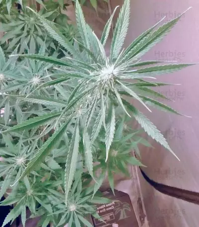 NL5 Haze Mist fem