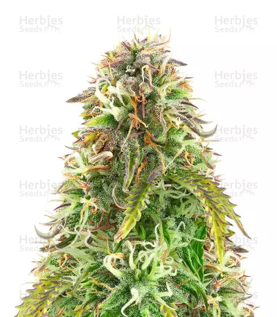 Classic Auto Mix Seeds (Herbies Seeds)
