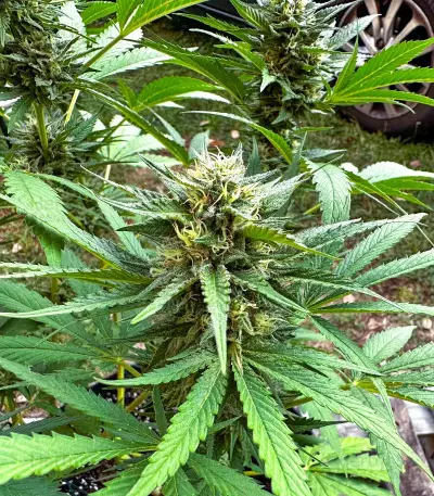 Semi a Fioritura Rapida Purple Lemonade FF (Fast Buds)