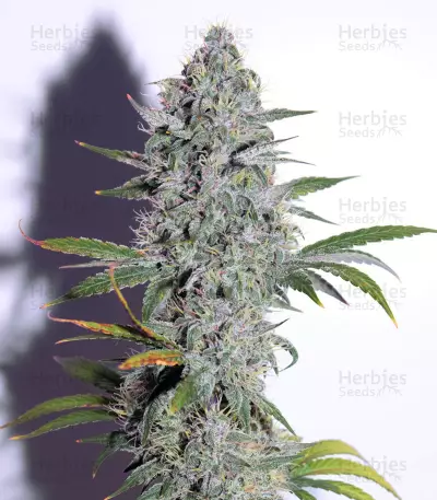 Quick Gorilla feminized seeds