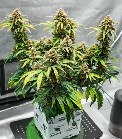 Semillas Feminizadas Runtz Autoflower (EGS)