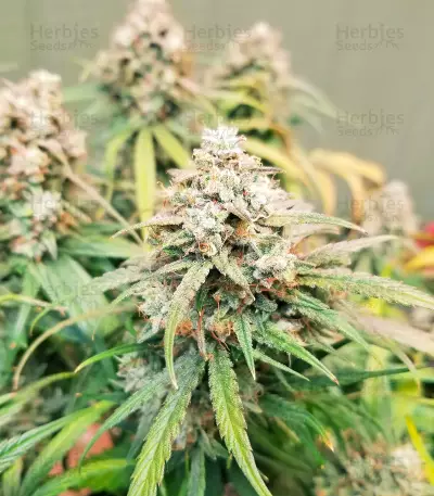 Skywalker OG Seeds