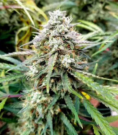 Skywalker OG Seeds