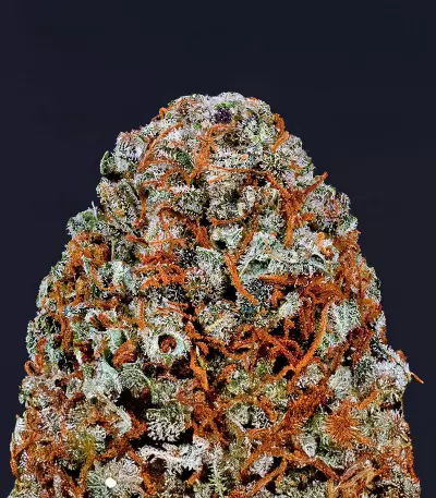 Semillas Feminizadas Sour Diesel x OG Kush (Seedkeepers)