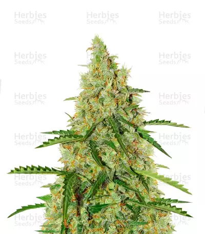 Graines de cannabis Auto Glueberry O.G. (Dutch Passion)