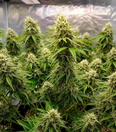 Auto Speed Haze Seeds