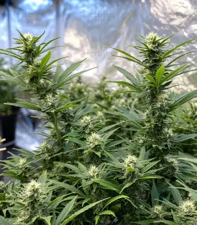 Blue Cheese (Expert Seeds) Seeds