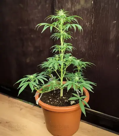 Bruce Lemon Diesel Auto Seeds