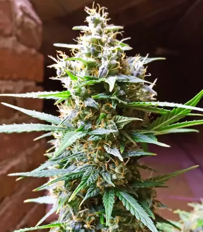 Bubba Delight Regular seeds