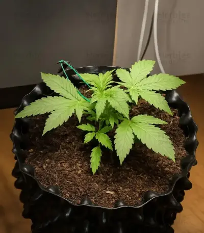 Café Racer Auto Seeds