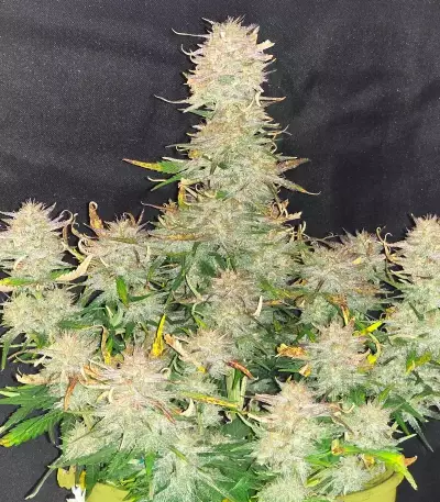 Chemdog Fast Version Seeds (Seedkeepers)