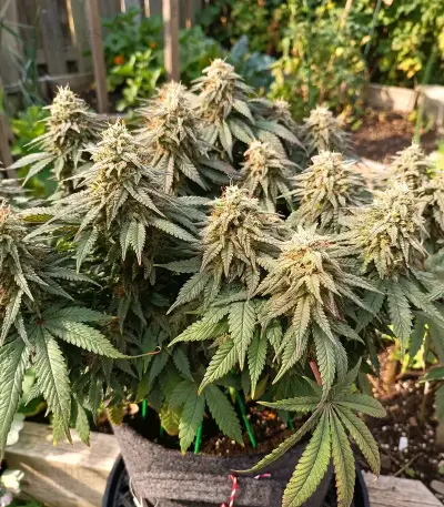 Colorene Kush feminized seeds