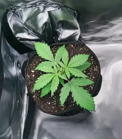 Cookies Kush Auto Seeds