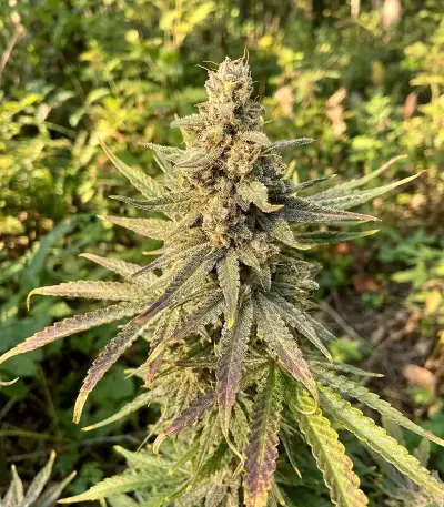 Crop Doctor CBD feminized seeds