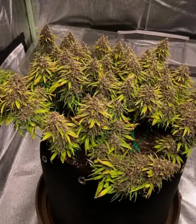 Durban Poison Seeds (Barney's Farm)