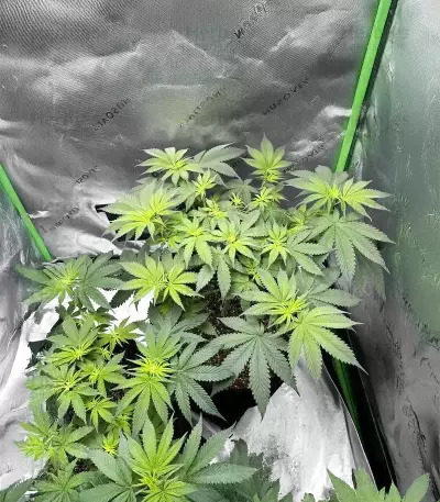 Semillas Feminizadas Florida Sunrise Autoflower (Seedkeepers)