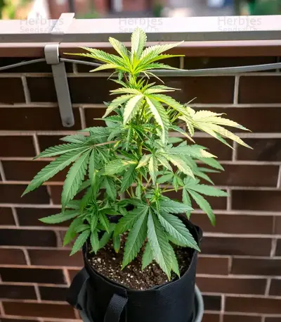 Forbidden Cherry Auto Seeds